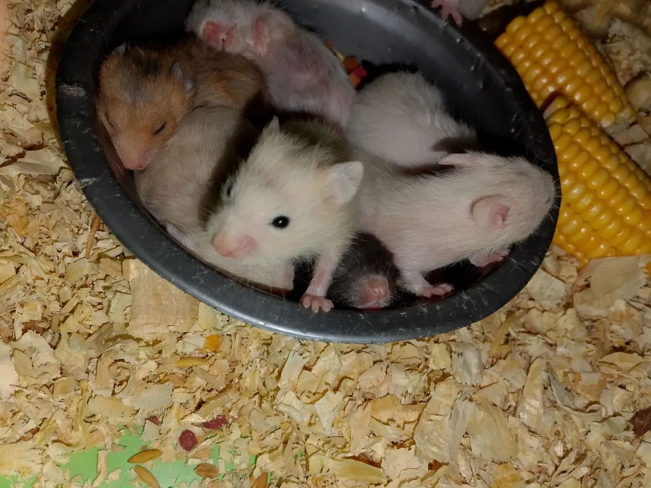 Hamister  - Foto 2