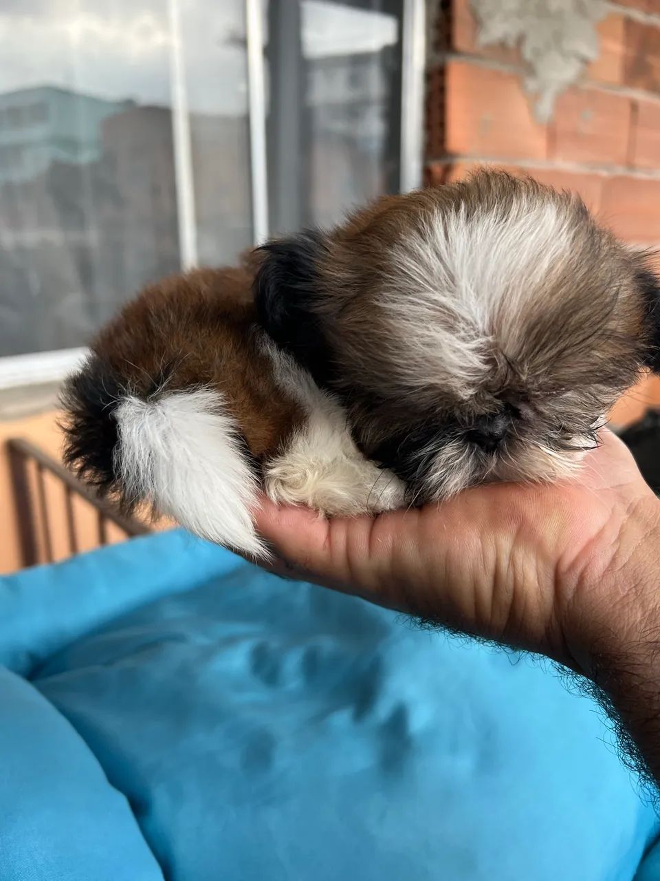 Shih tzu - Foto 2