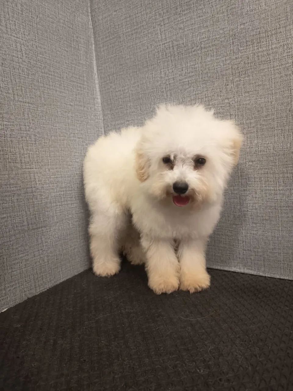 Poodle macho
