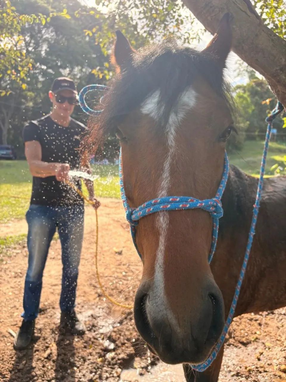 Cavalo Mangalarga Marchador Mineiro com Crioulo  - Foto 3
