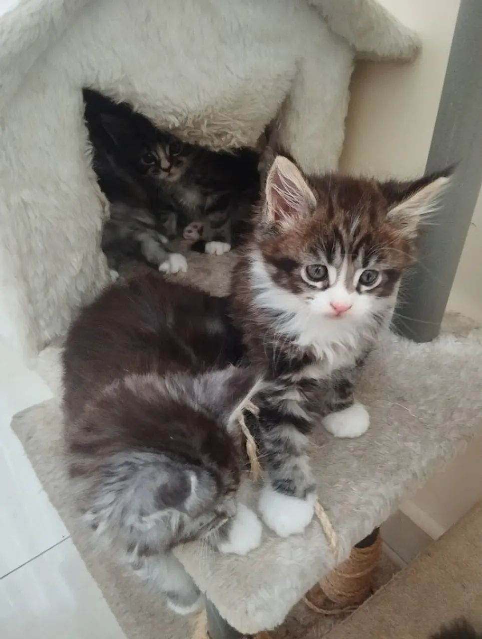 Filhotes Maine Coon - Foto 3