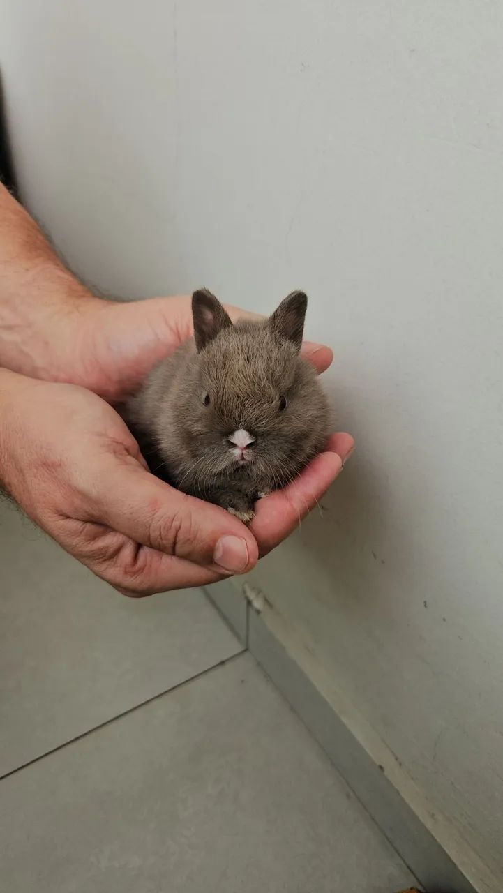 Coelho mini anao. - Foto 3
