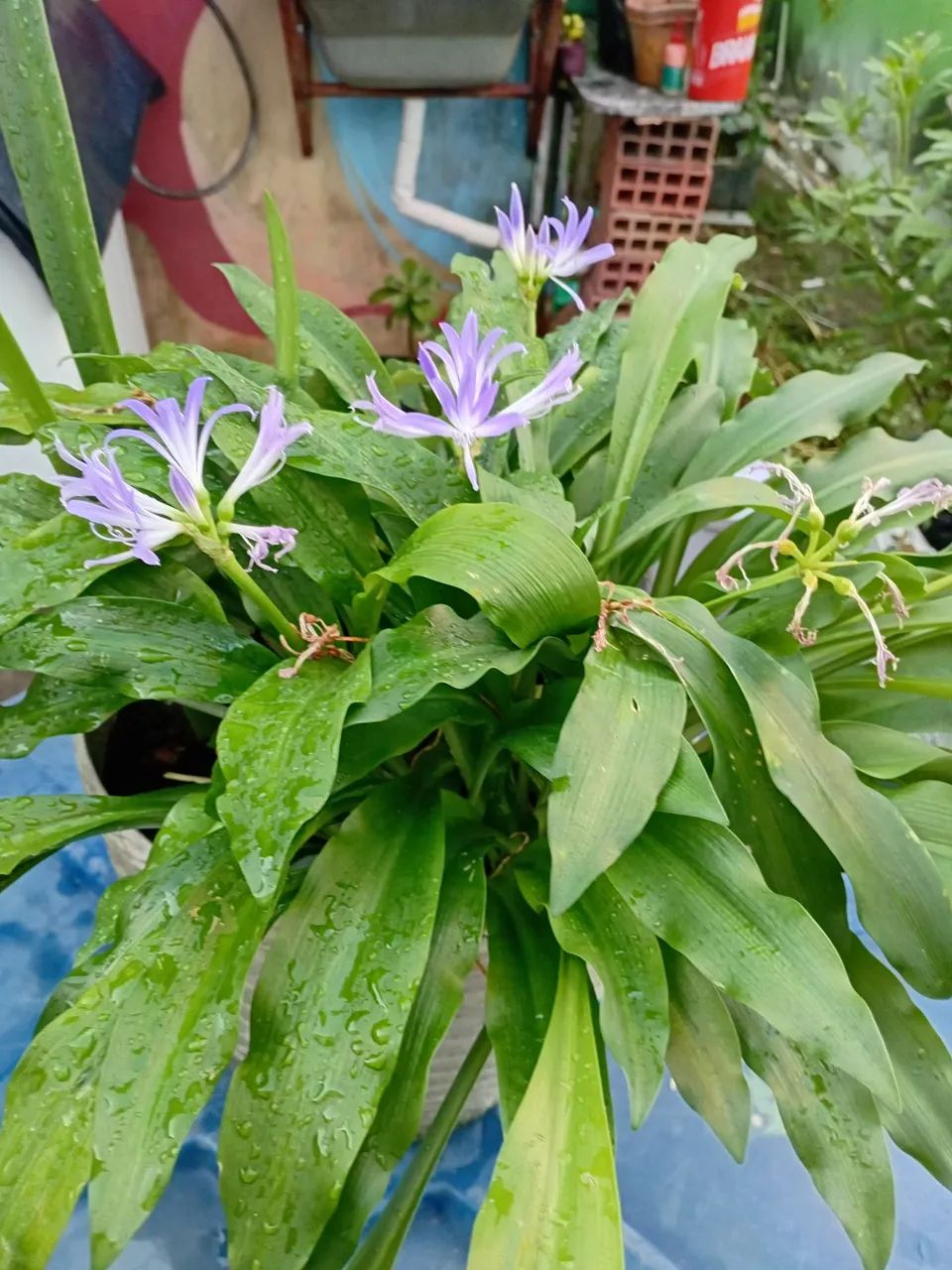 Plantas  - Foto 3