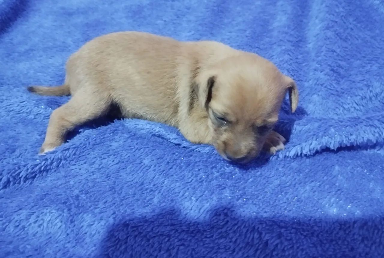 Doação de filhotes 