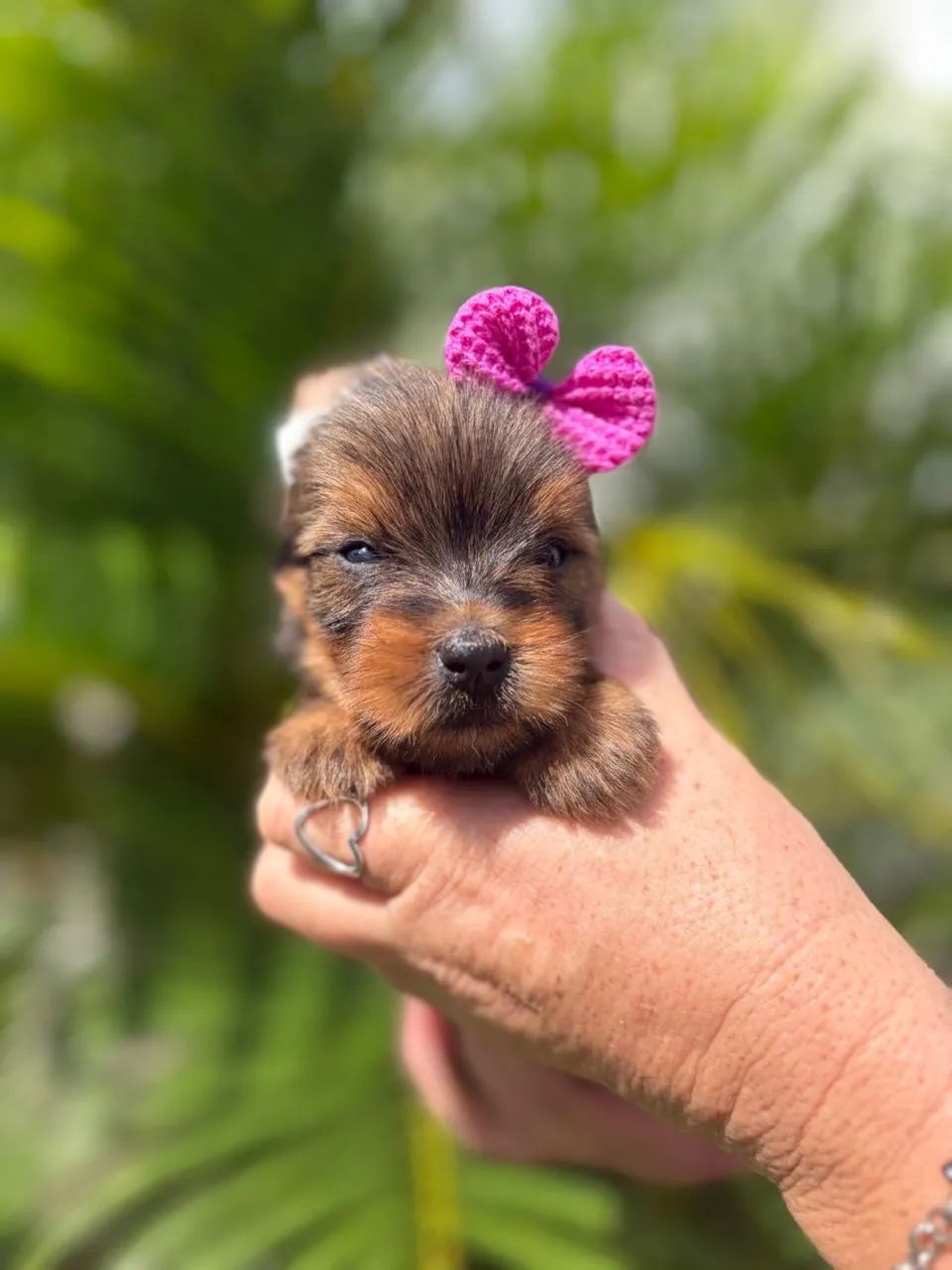 Yorkshire terrier disponível  - Foto 3