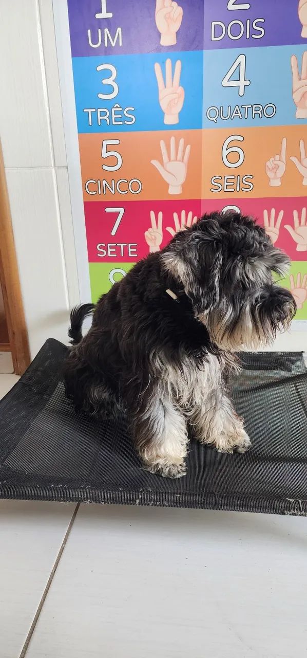 Schnauzer - Foto 2