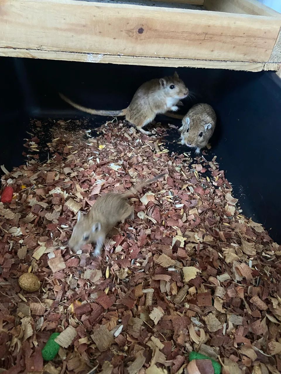 Casal de esquilo da Mongólia  - Foto 2