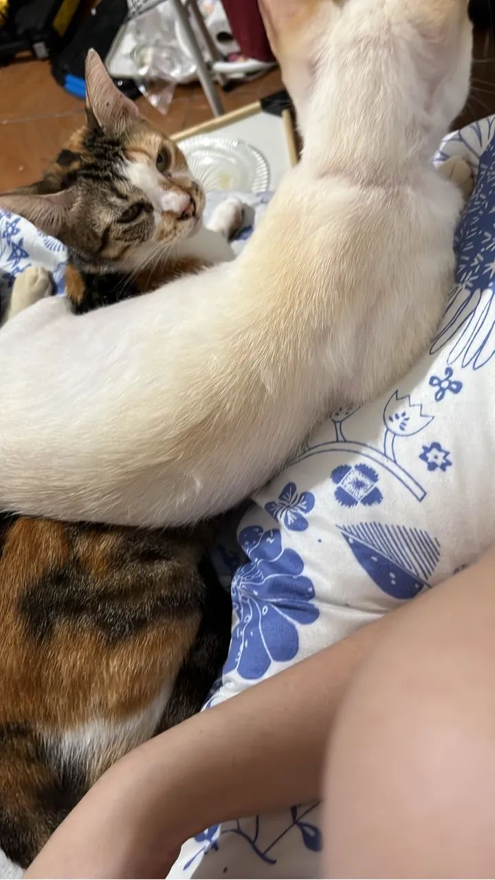 DOA-SE GATINHO BRANCO - Foto 2