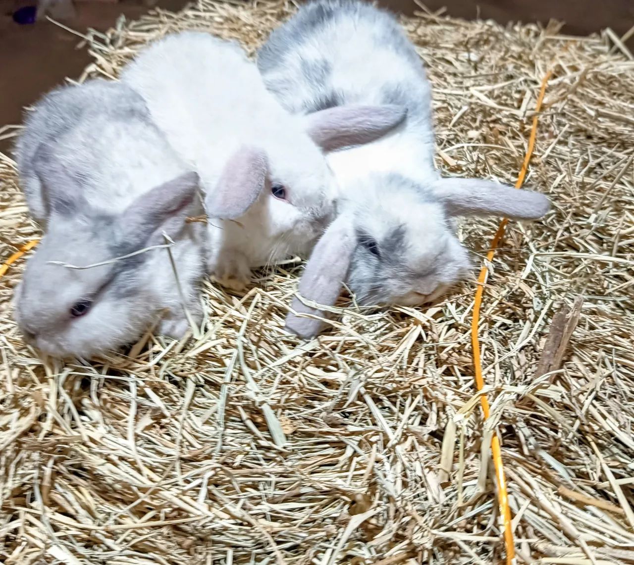 Mini Coelho lop - Foto 4