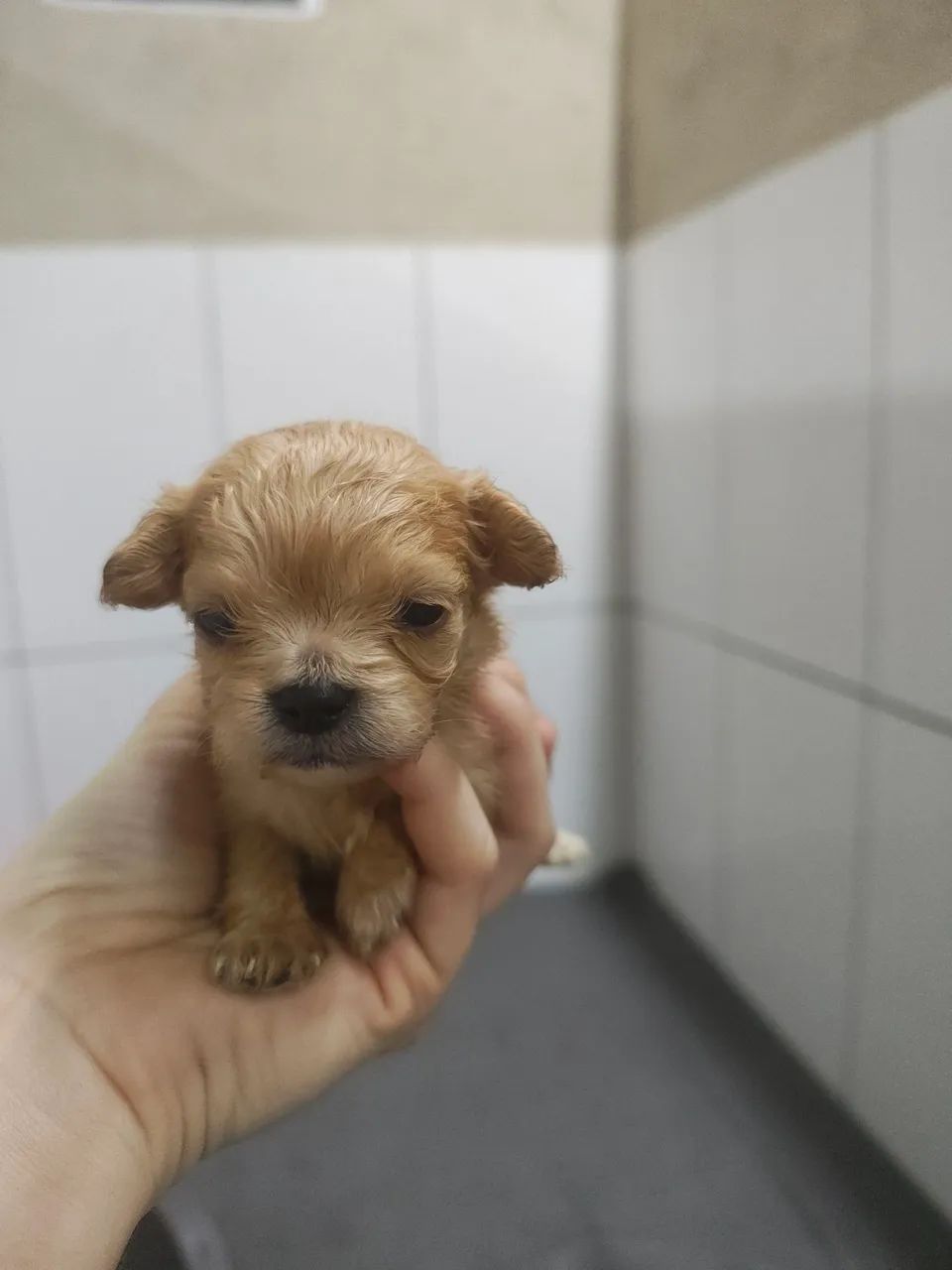 Lindo filhote de Cavapoo macho na cor Creme  - Foto 5