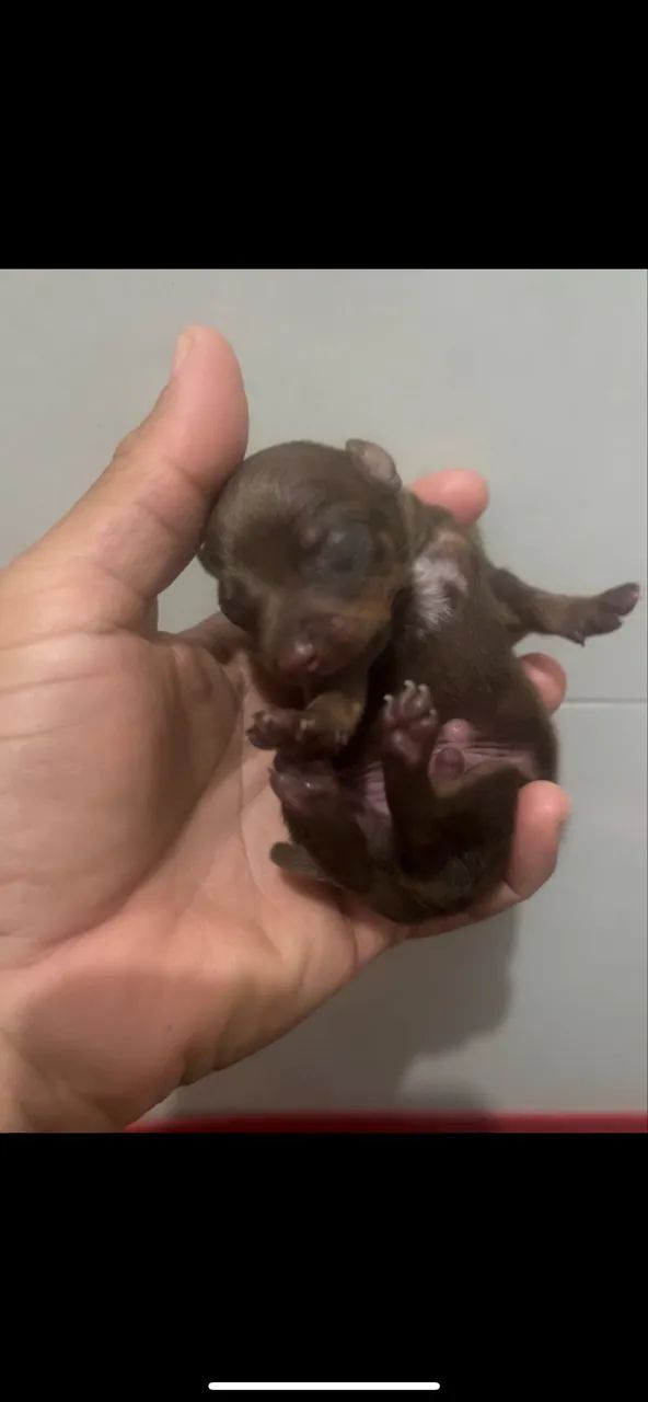 Vendo Pinscher magníficos de lindos  - Foto 2