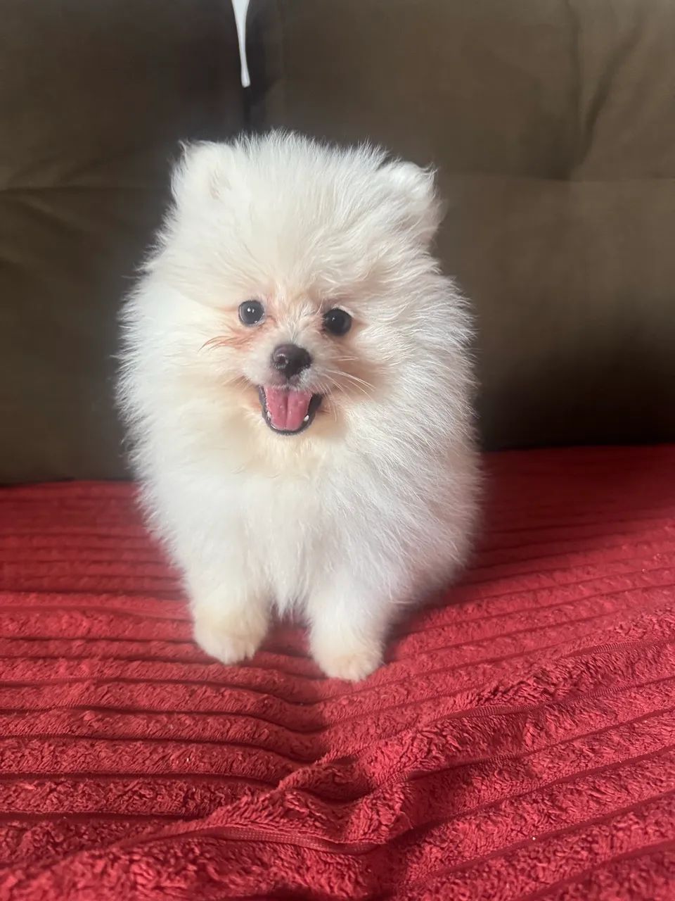 Vendo menina spitz alemão 