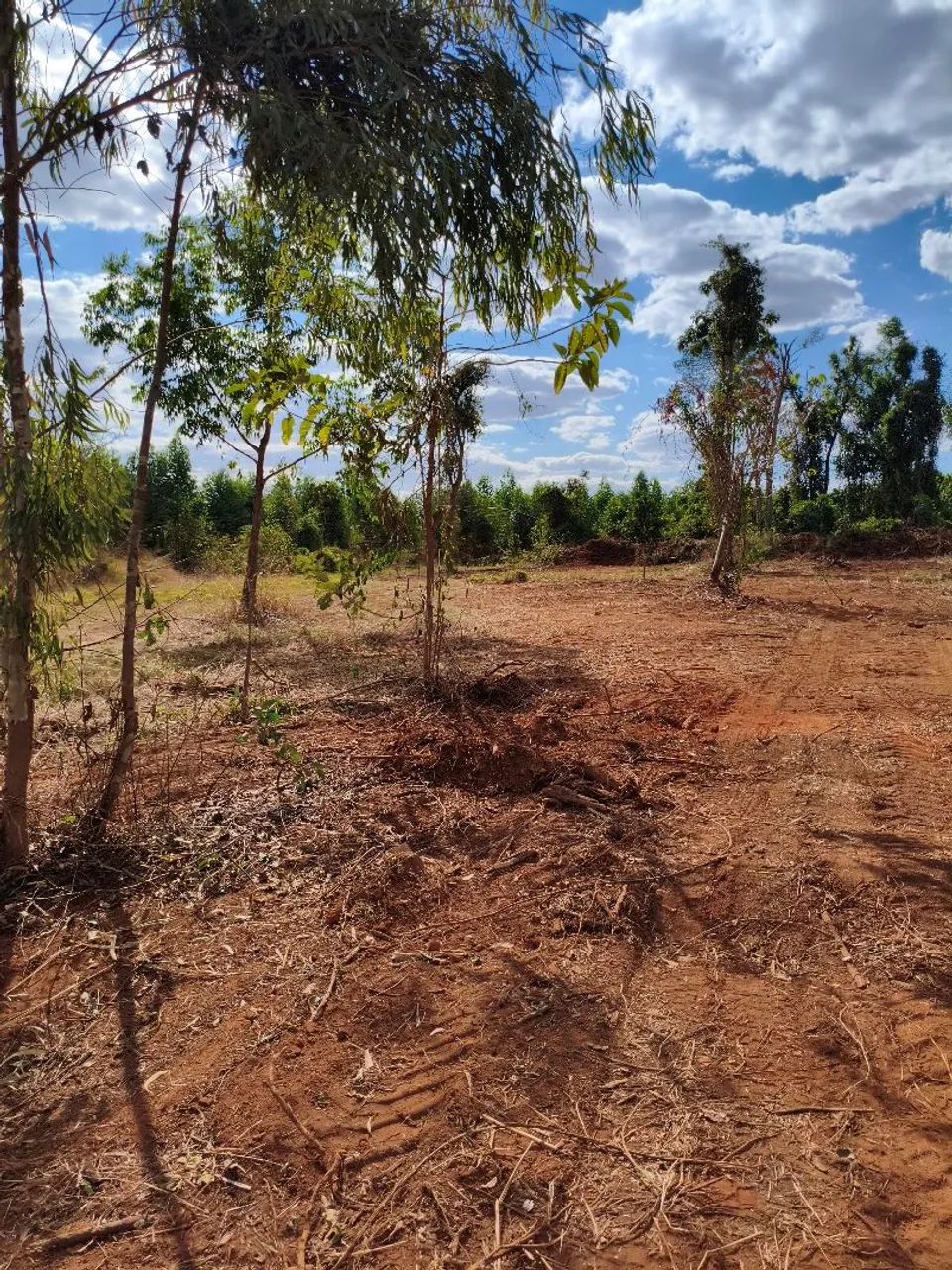 Chácara em Nerópolis 22.000 M2   - Foto 3
