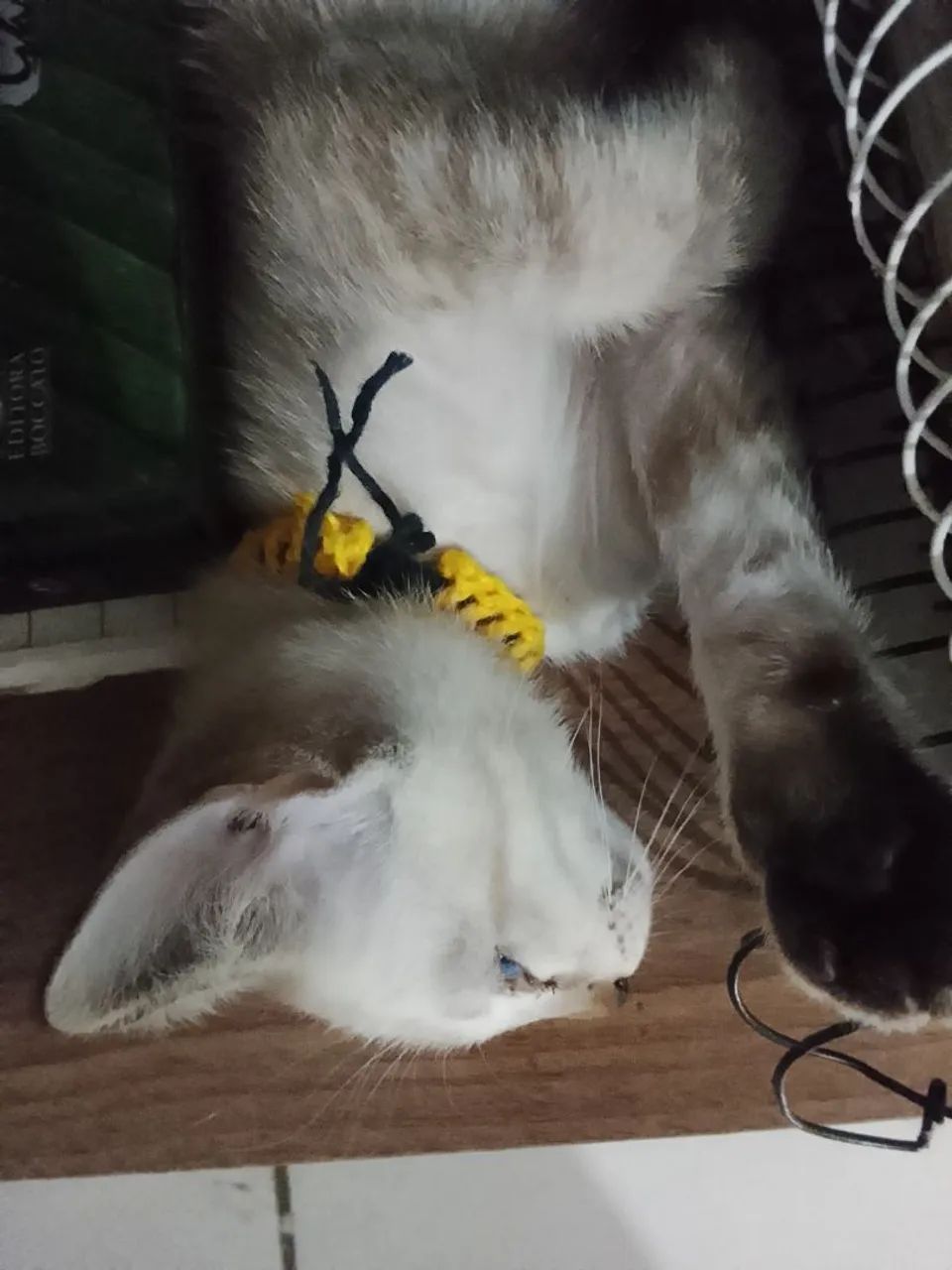 Doação de gato siamês 