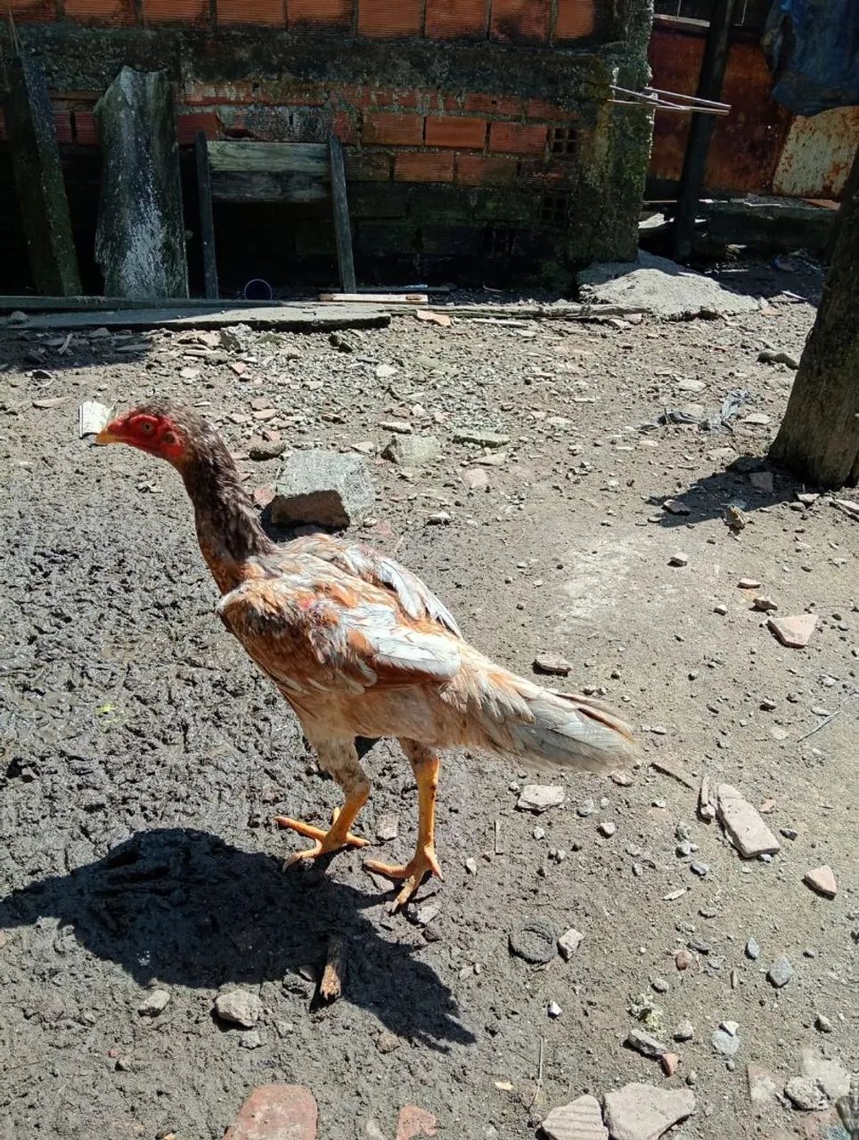 Galos e galinhas - Foto 3