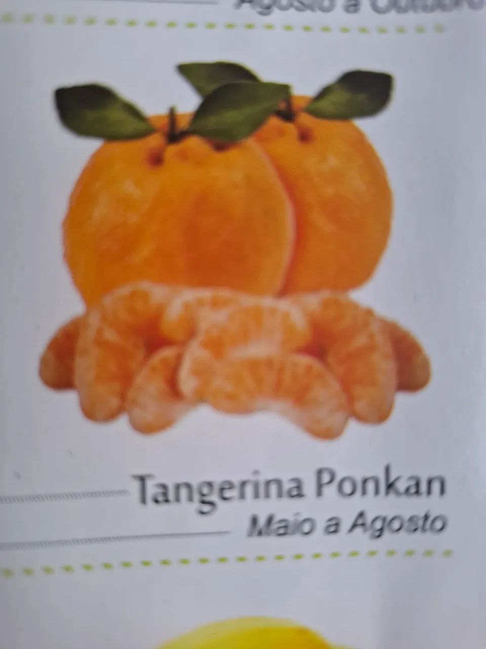 Mudas de Ponkan 