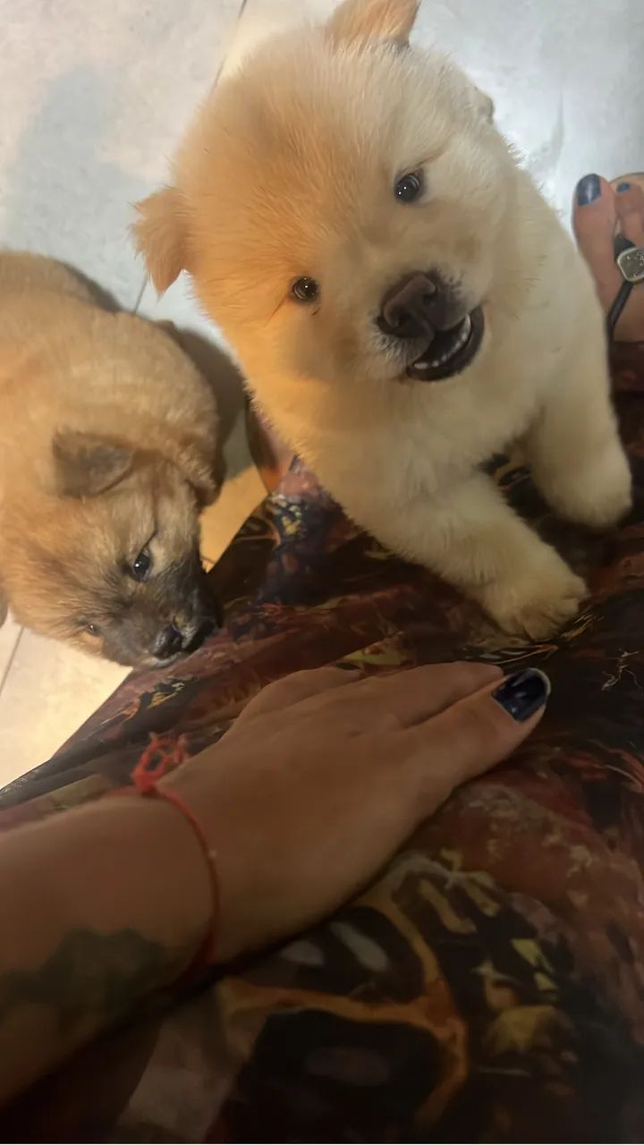 Chow chow - Foto 4