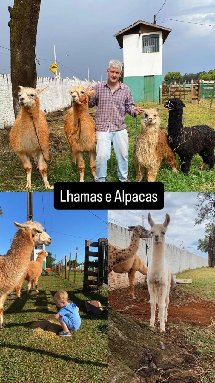 Lhamas e alpacas