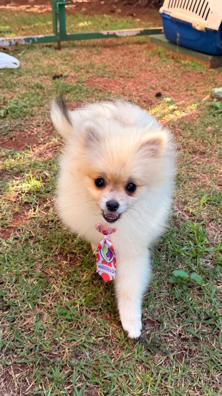 Spitz alemão anão macho - Foto 2