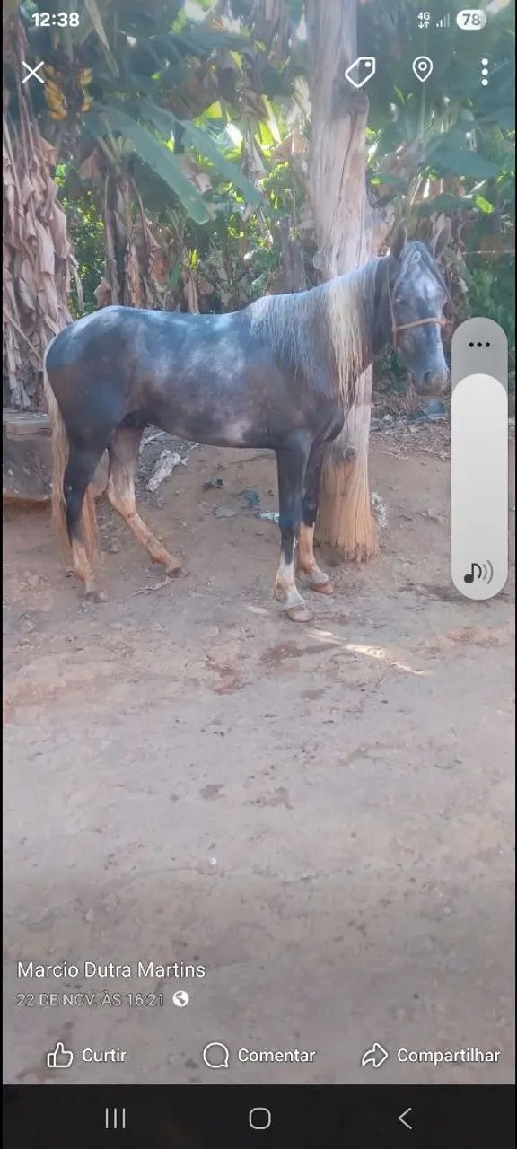 Vende se cavalo pampo turdilio já chipado e com documento provisório  - Foto 3