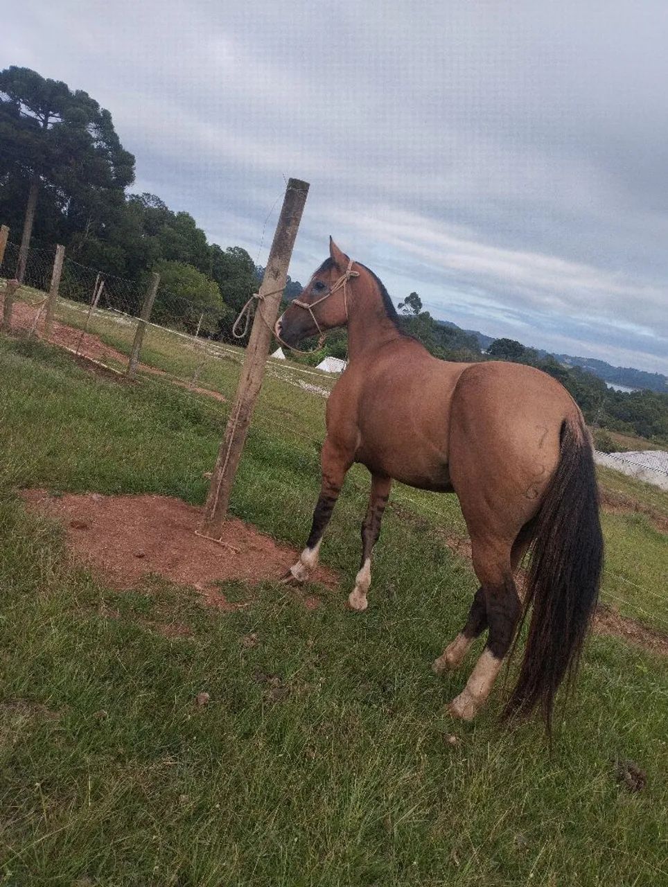 Cavalo  - Foto 2