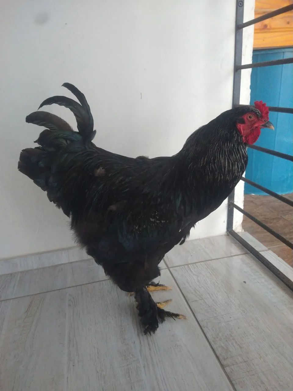 Brahma Black