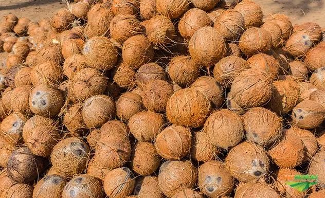 Vende-se coco. - Foto 2