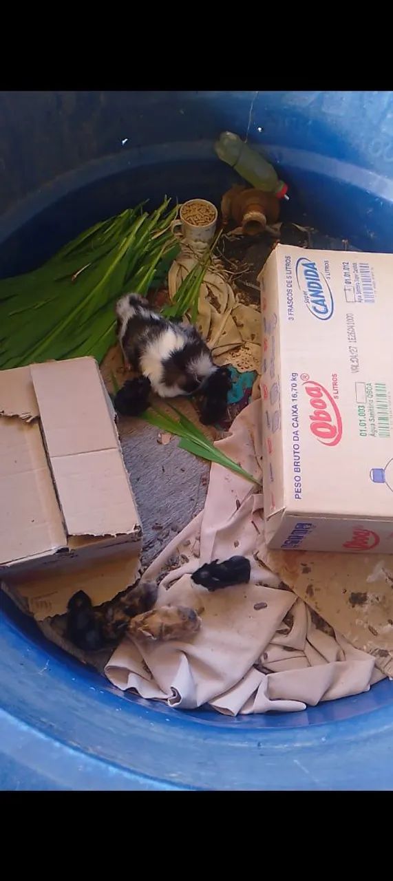 Vende se lindos filhotes de porquinho da índia  - Foto 4