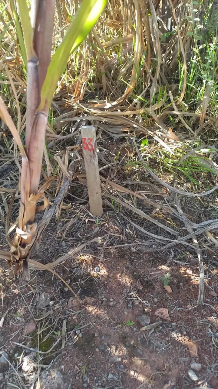 Terreno jardim Ângela  - Foto 4