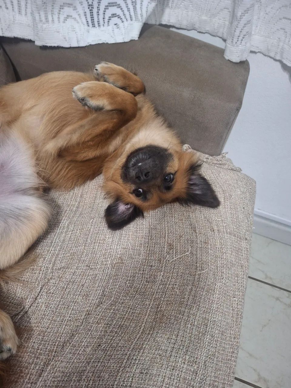 Cachorro para adoção responsável  - Foto 3