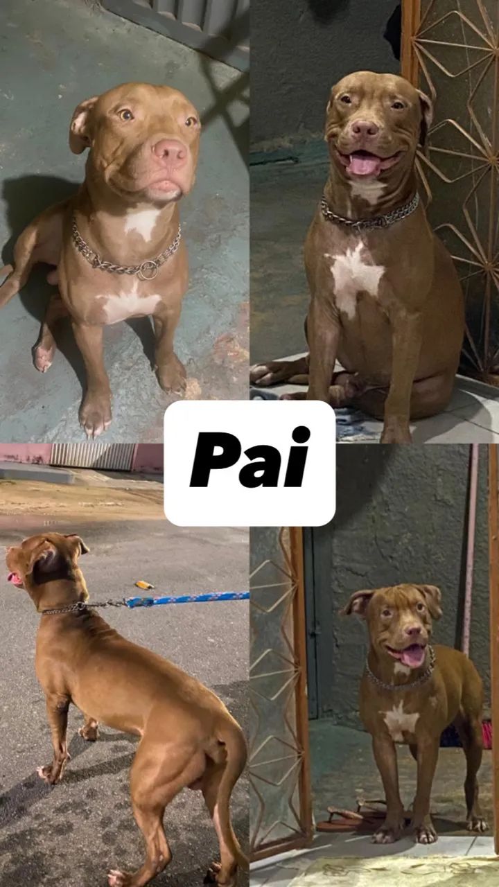 Filhote de pitbull  - Foto 4