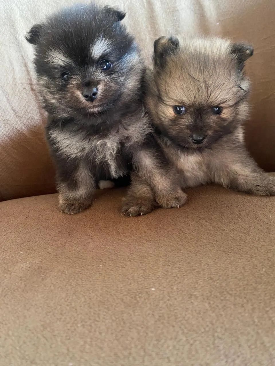 Filhote spitz alemão  - Foto 2