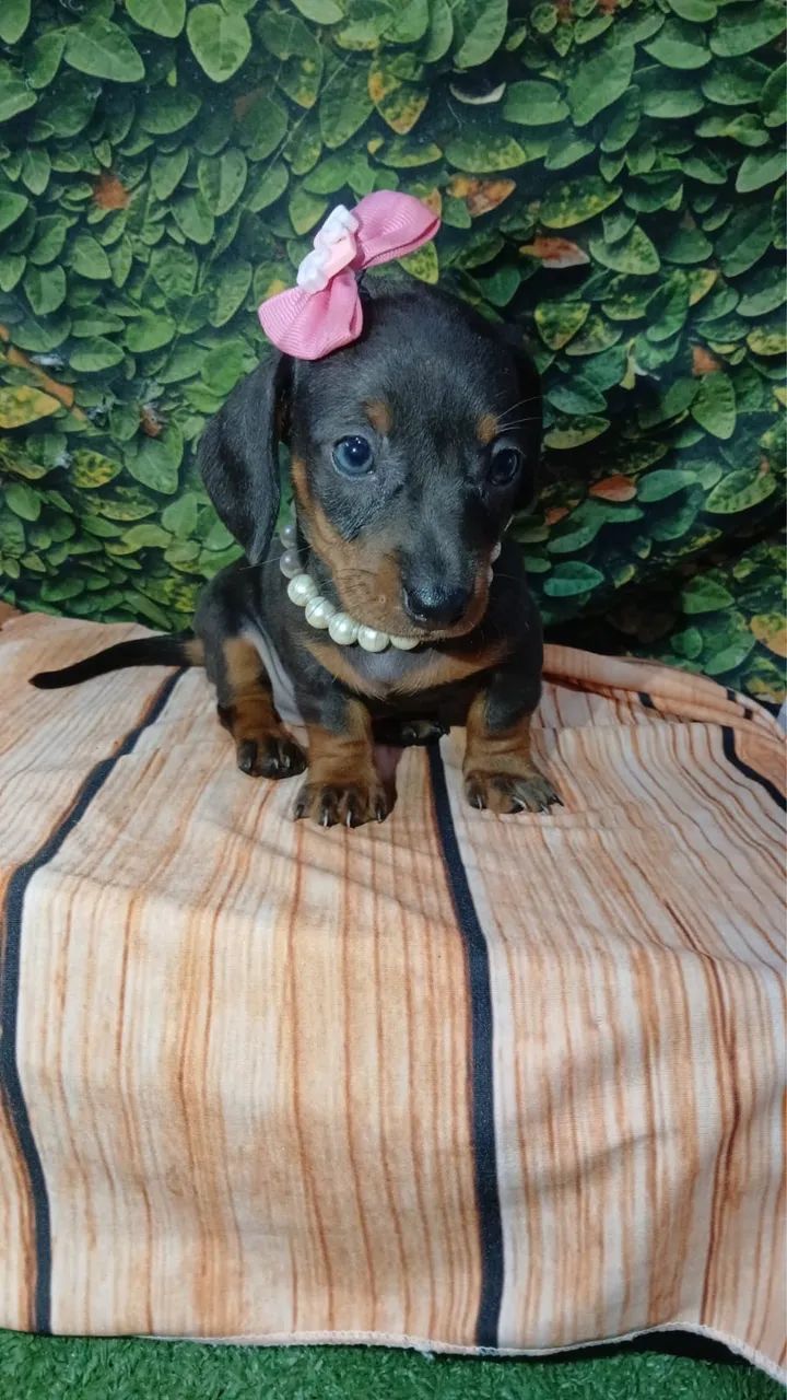 Teckel filhos com garantias  - Foto 4