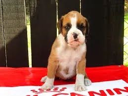 Boxer Fortes, brincalhõe