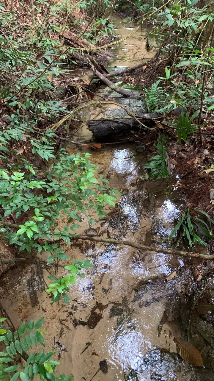Fazendonha de 42 alqueiro em anapu-pa - Foto 4
