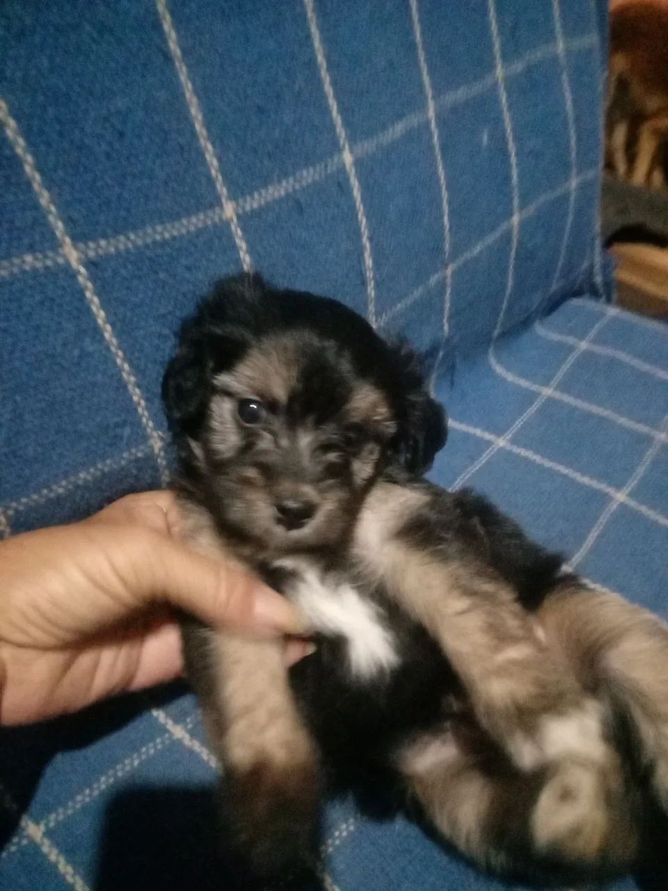 Animais de estimação  - Foto 5
