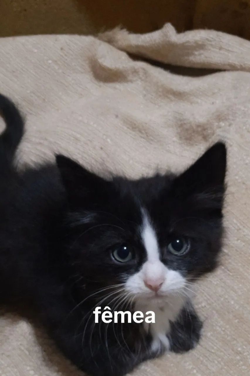 Doando 4 gatinhos com 2 mês  - Foto 2