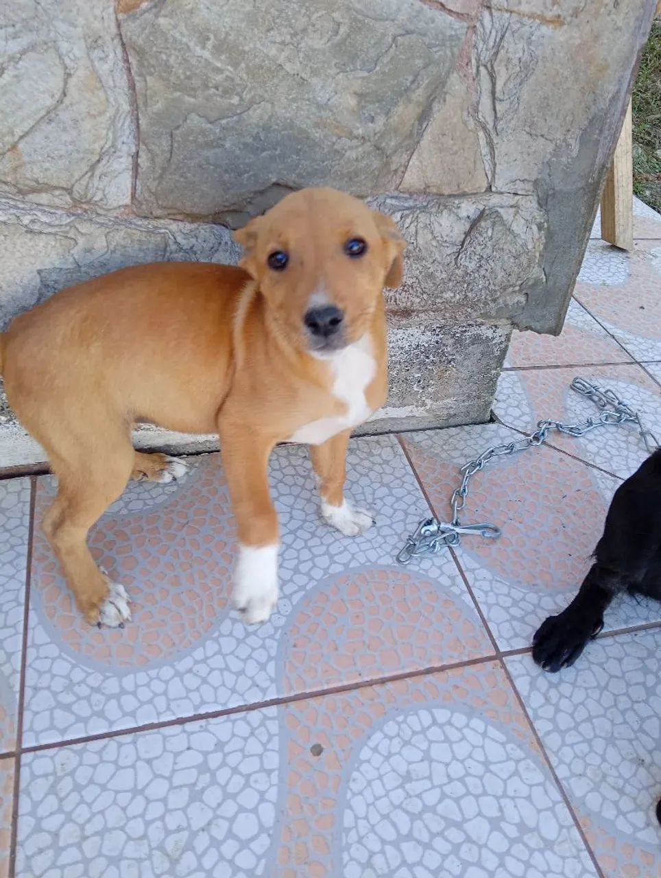 5 filhotes de cachorro para adoção. - Foto 3