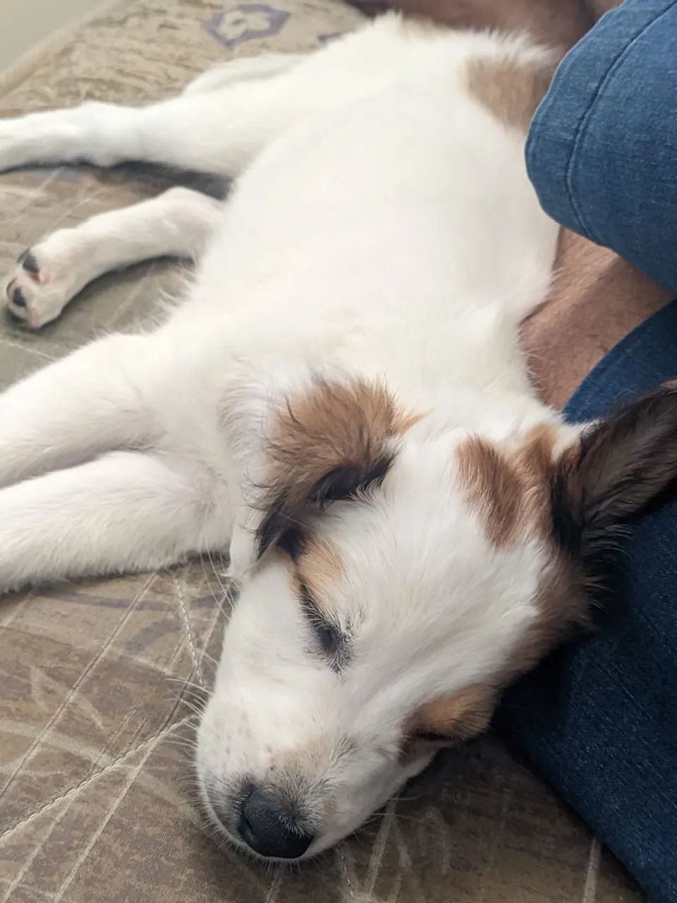 Estou doando um cachorro de 3 meses - Foto 2