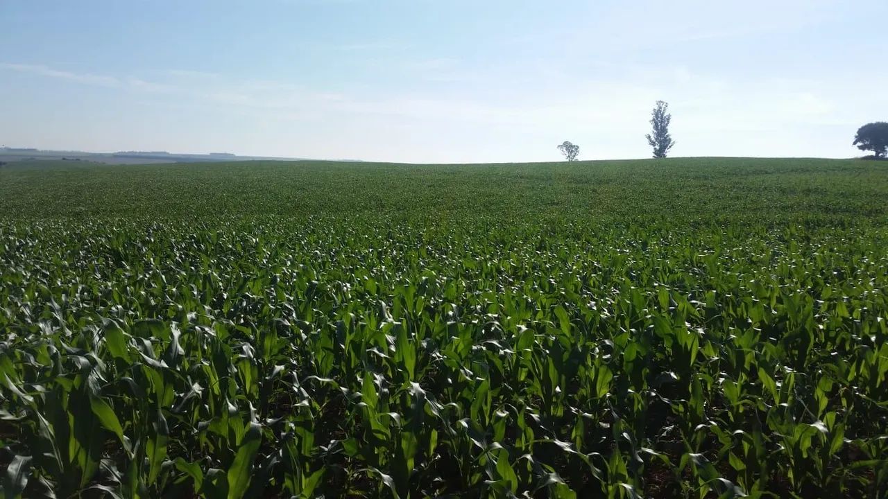 Fazenda avenda  - Foto 4