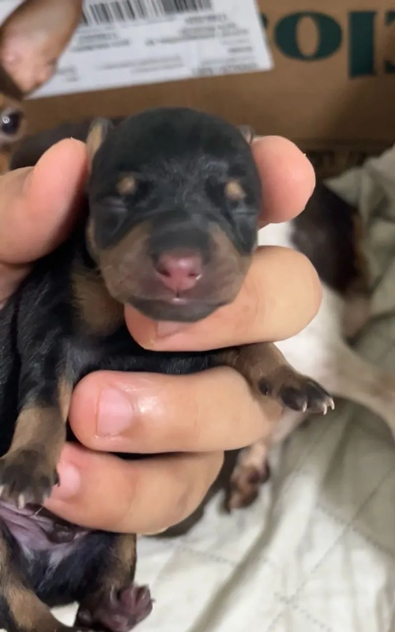 Pinscher macho para reserva - Foto 3