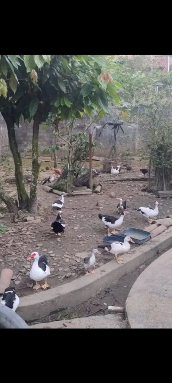 Patos e patas