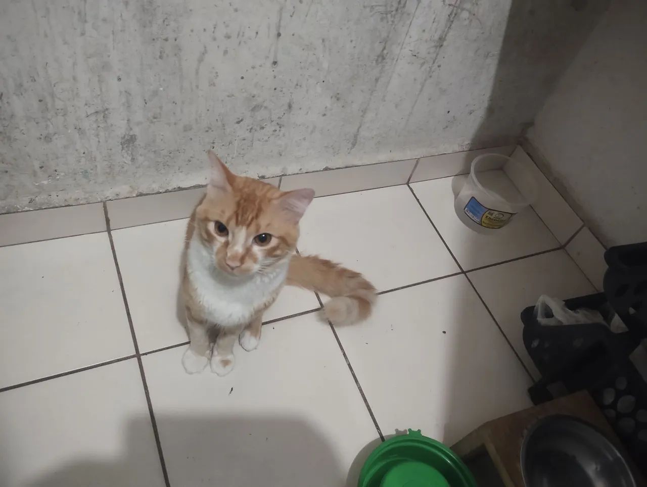 Doa se dois gatos  - Foto 2