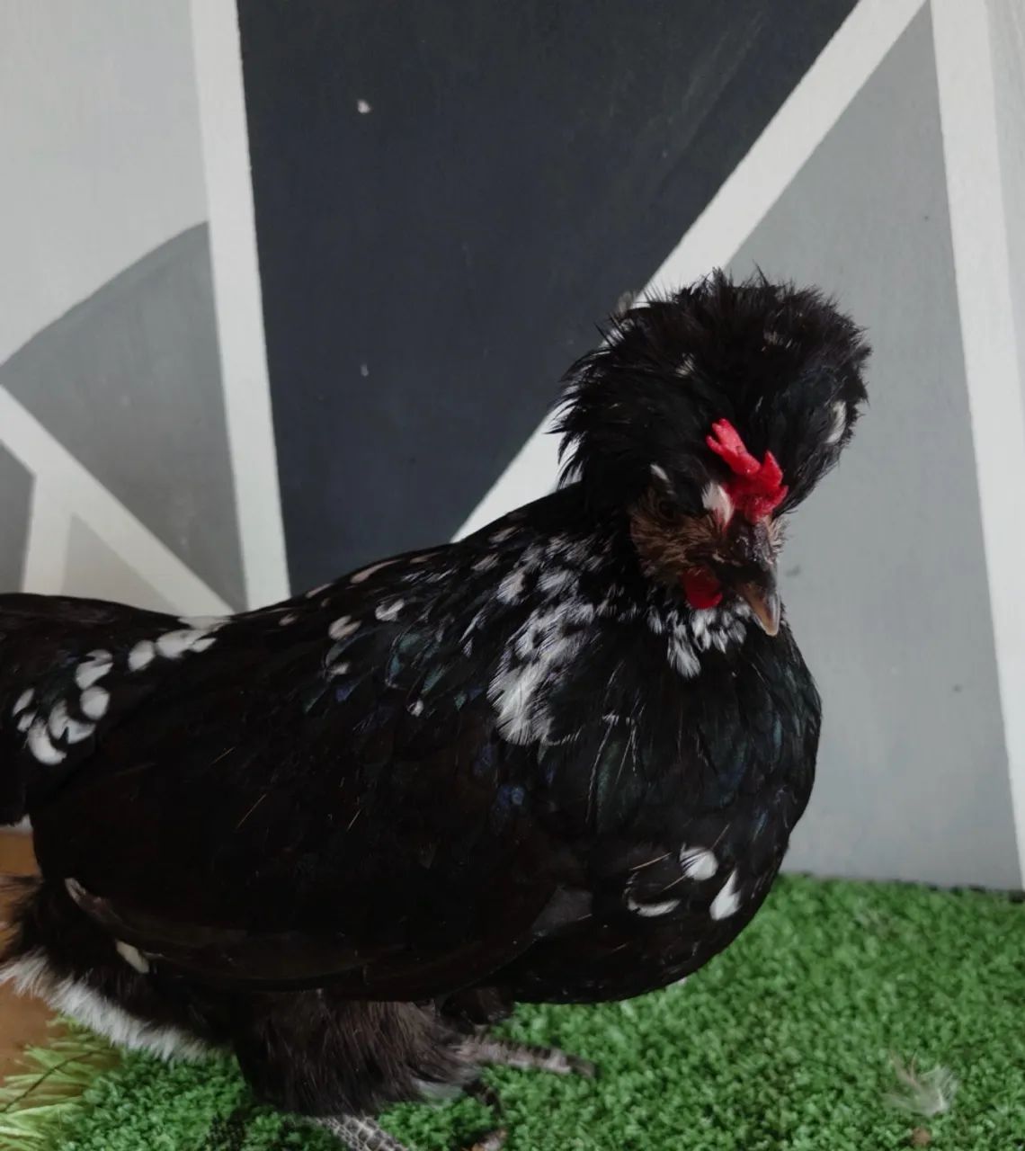 Garnizé modelada