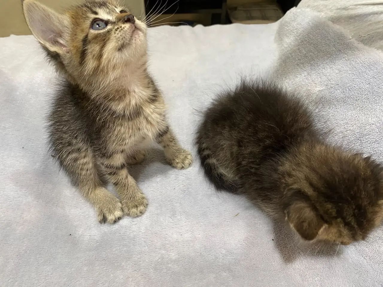 gatinha mestiça 