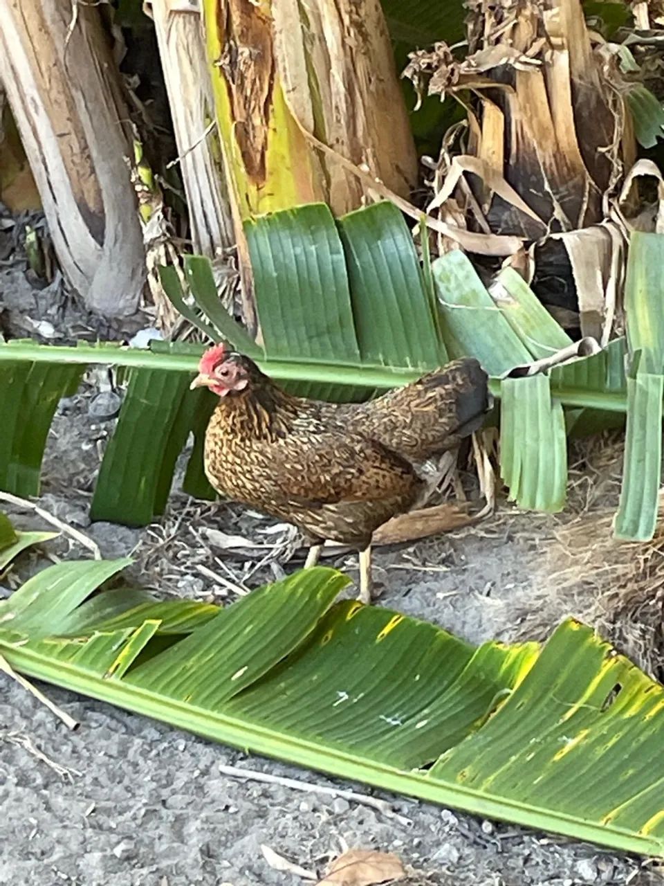 Aves domestica  - Foto 3