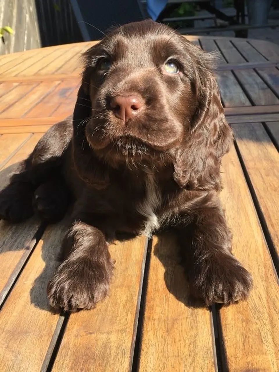 Cocker fêmea chocolate 