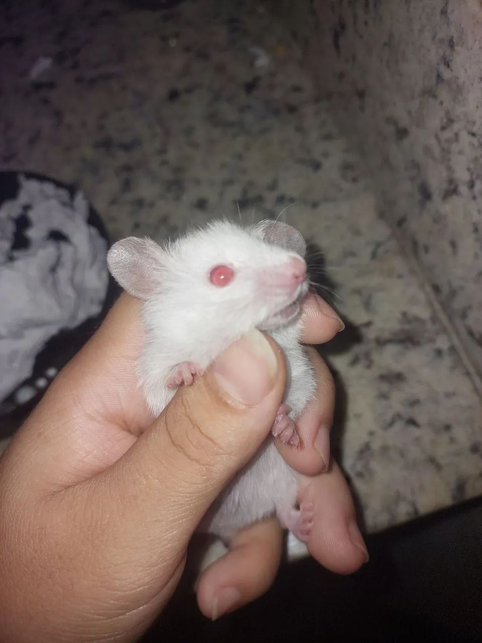 Animais  - Foto 5