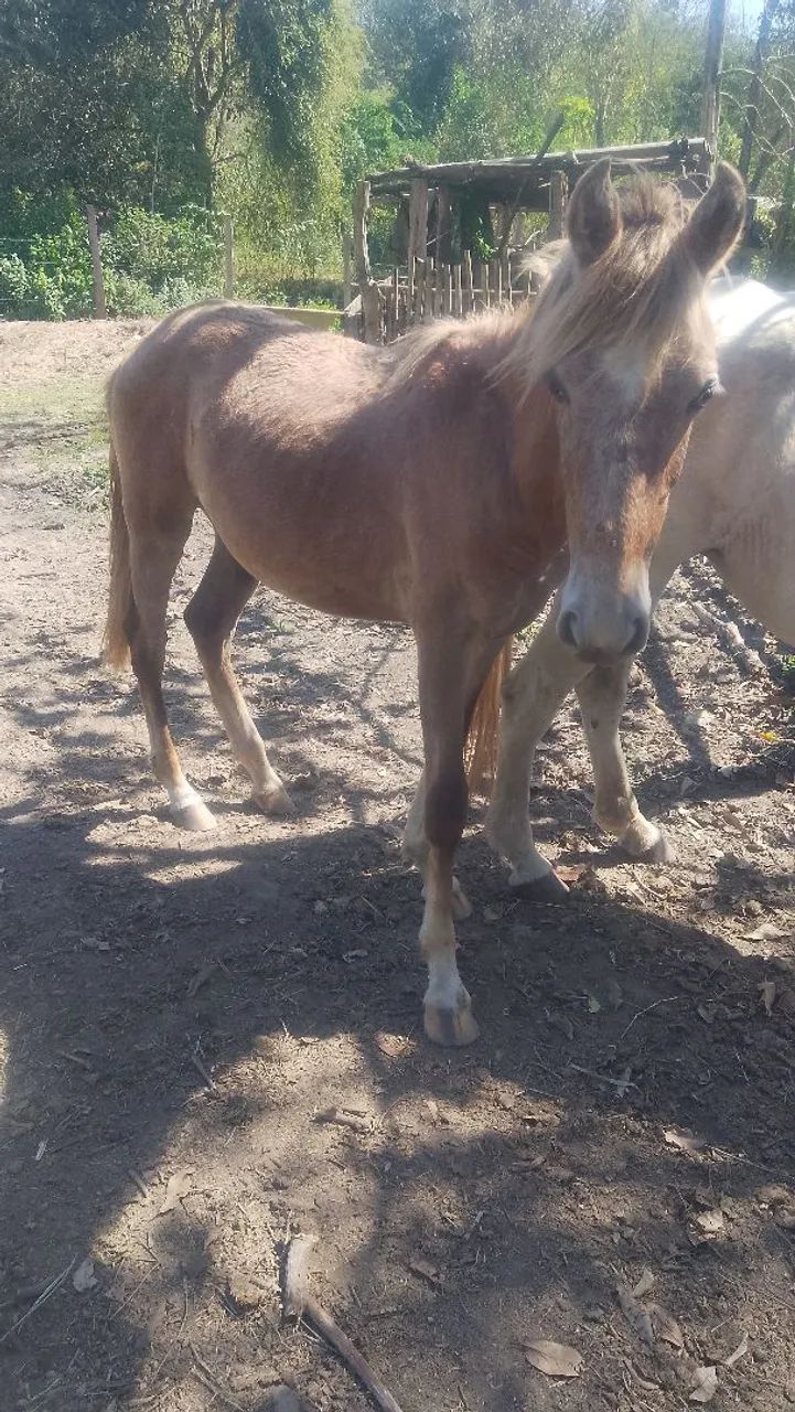 VENDO POTRO MACHO 