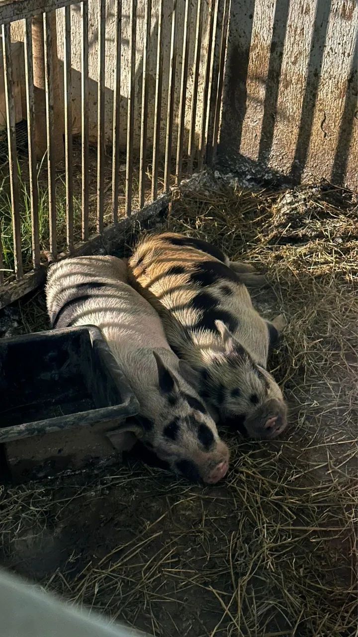 Doação responsável de mini pigs.